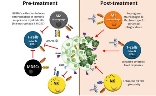 瑞士生物科技公司immunos therapeutics基于人類白細(xì)胞抗原變體開(kāi)發(fā)免疫調(diào)節(jié)蛋白,用于癌癥治療并重塑腫瘤微環(huán)境 瑞士創(chuàng)新100強(qiáng)